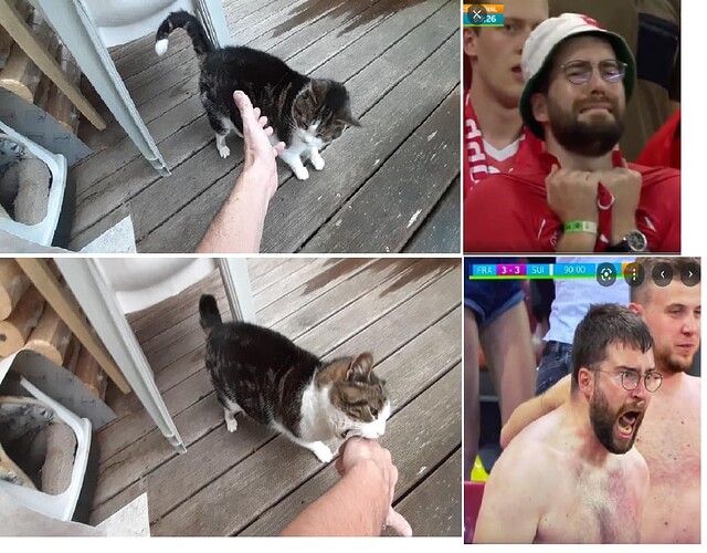swisscat